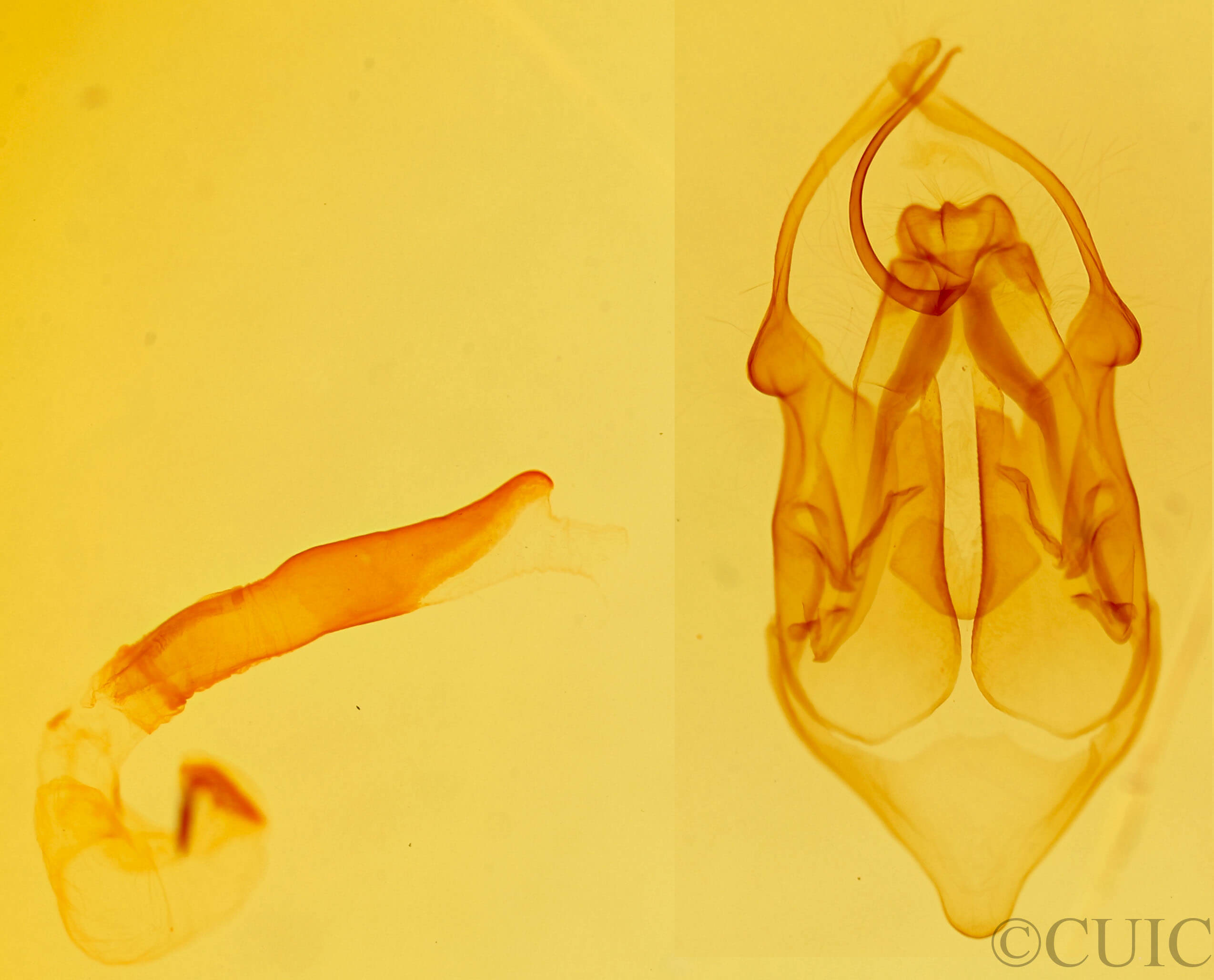 genitalia view of adult Eutelia pyrastis