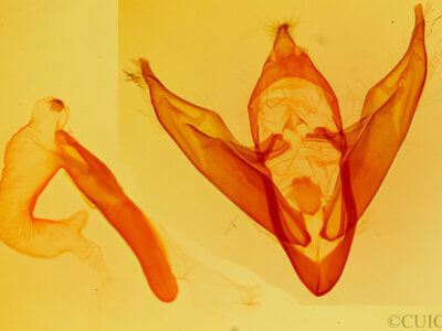 genitalia view of adult Abagrotis alternata
