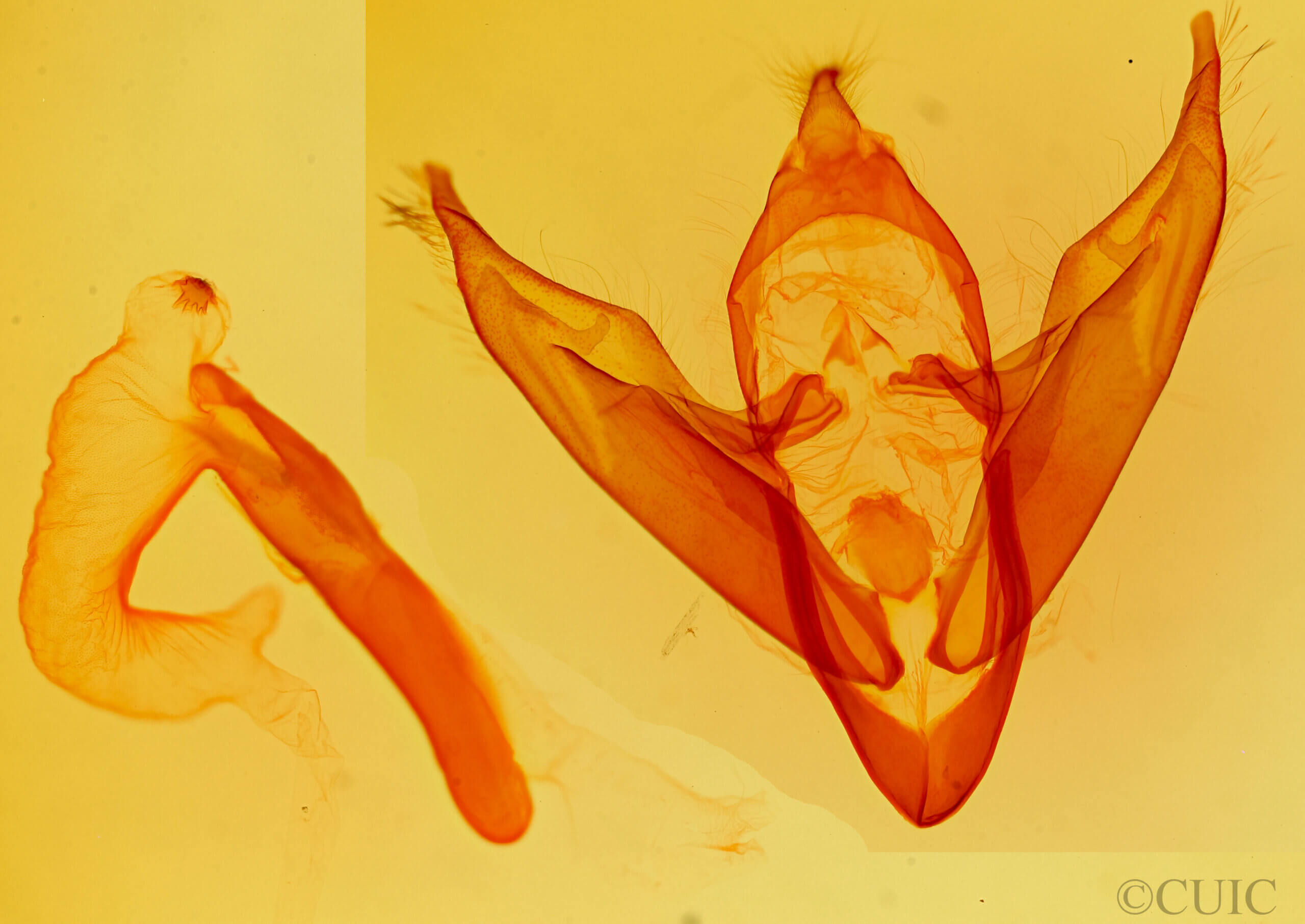genitalia view of adult Abagrotis alternata