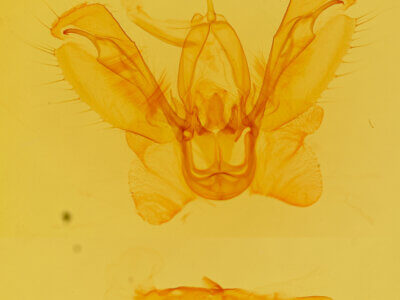 genitalia view of adult Spodoptera ornithogalli