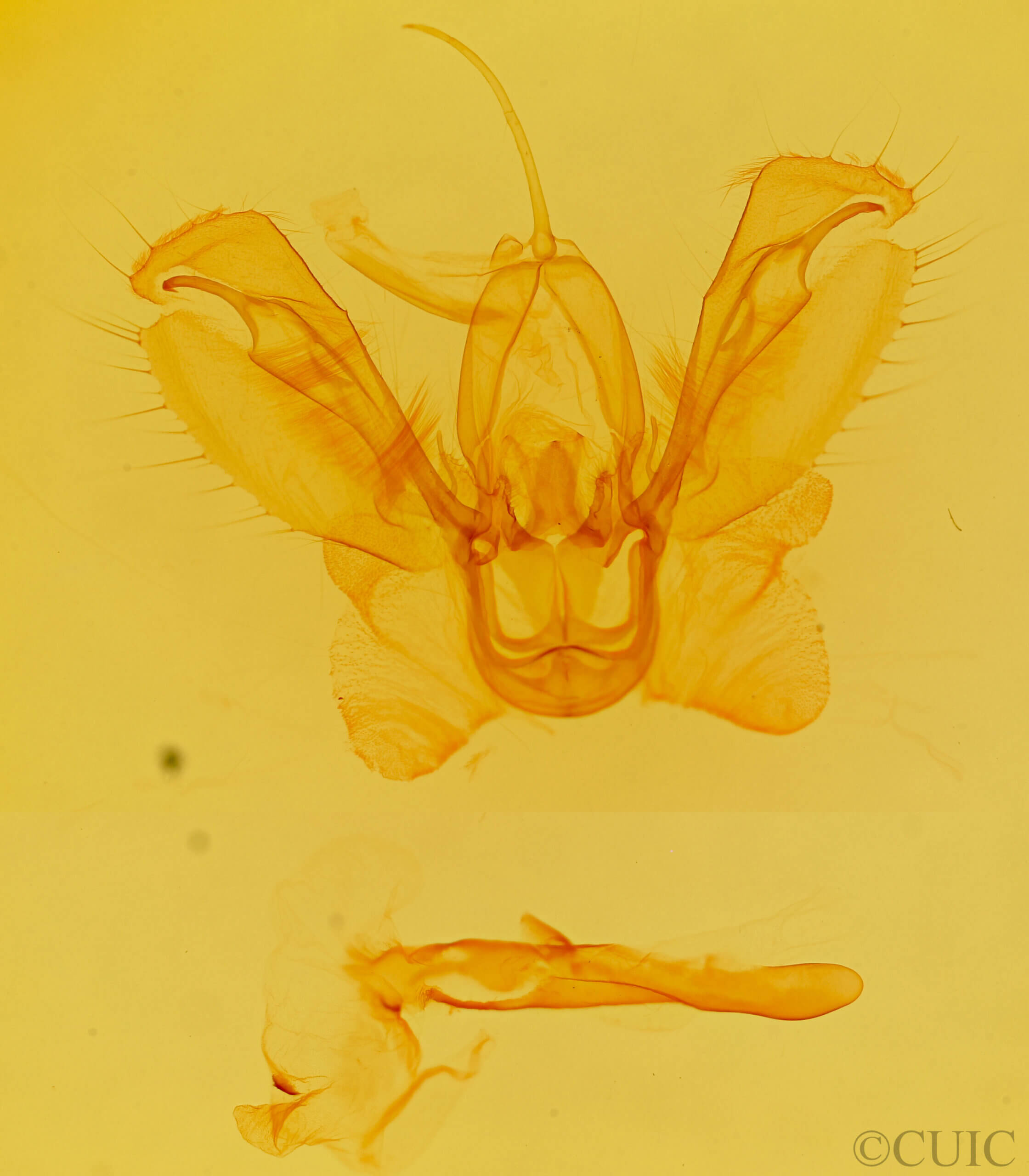 genitalia view of adult Spodoptera ornithogalli