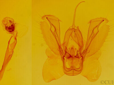 genitalia view of adult Spodoptera ornithogalli