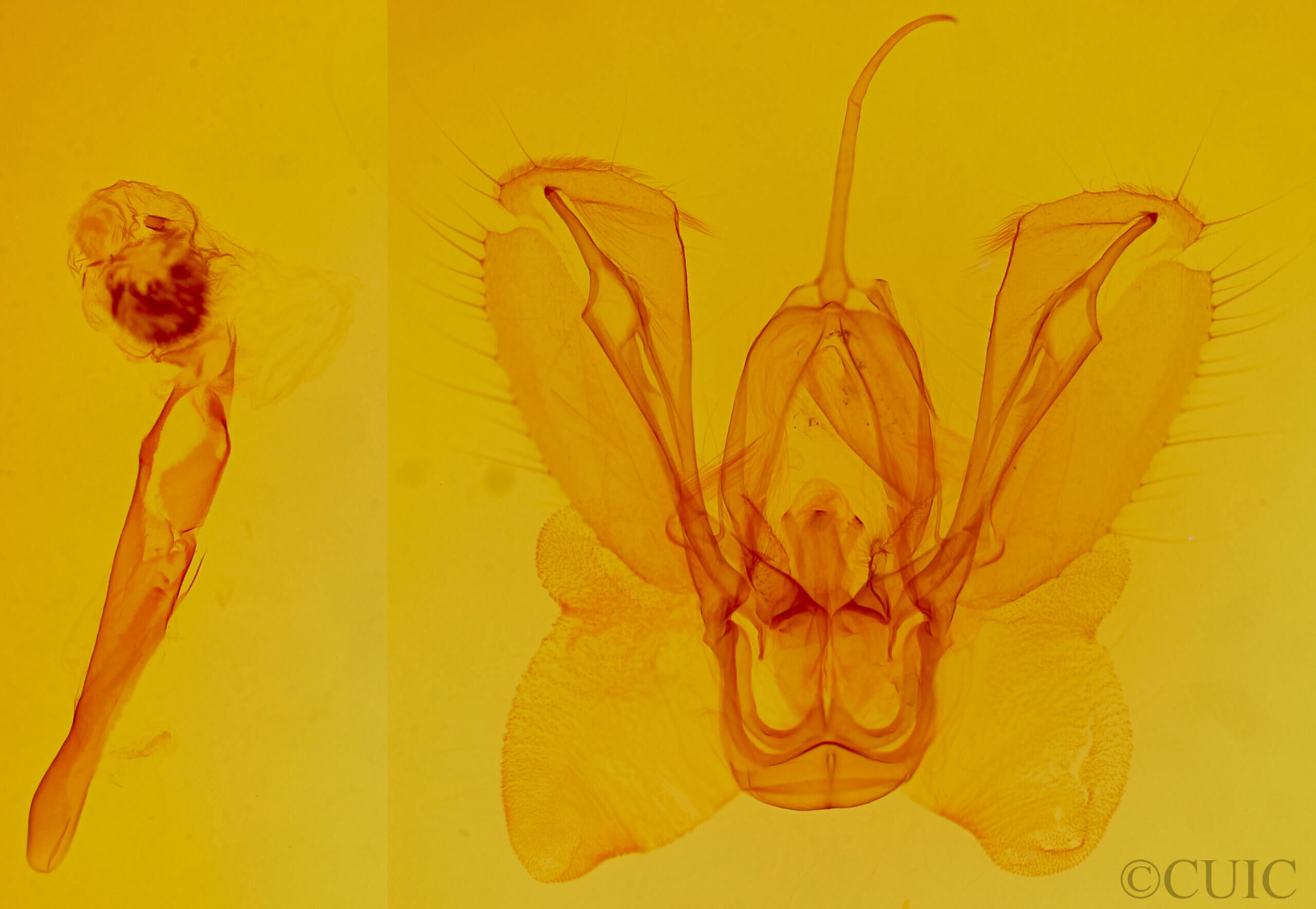 genitalia view of adult Spodoptera ornithogalli