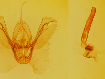 genitalia view of adult Spodoptera ornithogalli