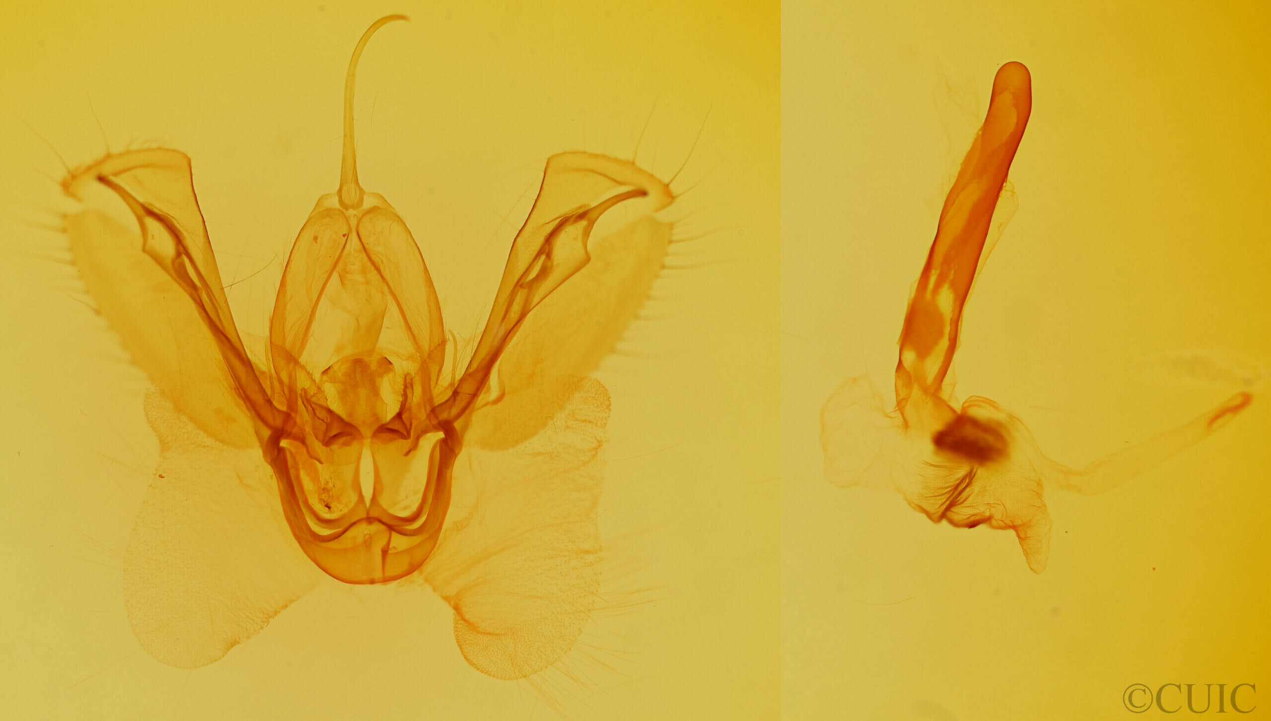 genitalia view of adult Spodoptera ornithogalli