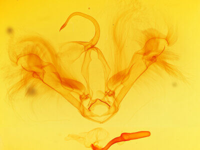 genitalia view of adult Epeidromia rotundata