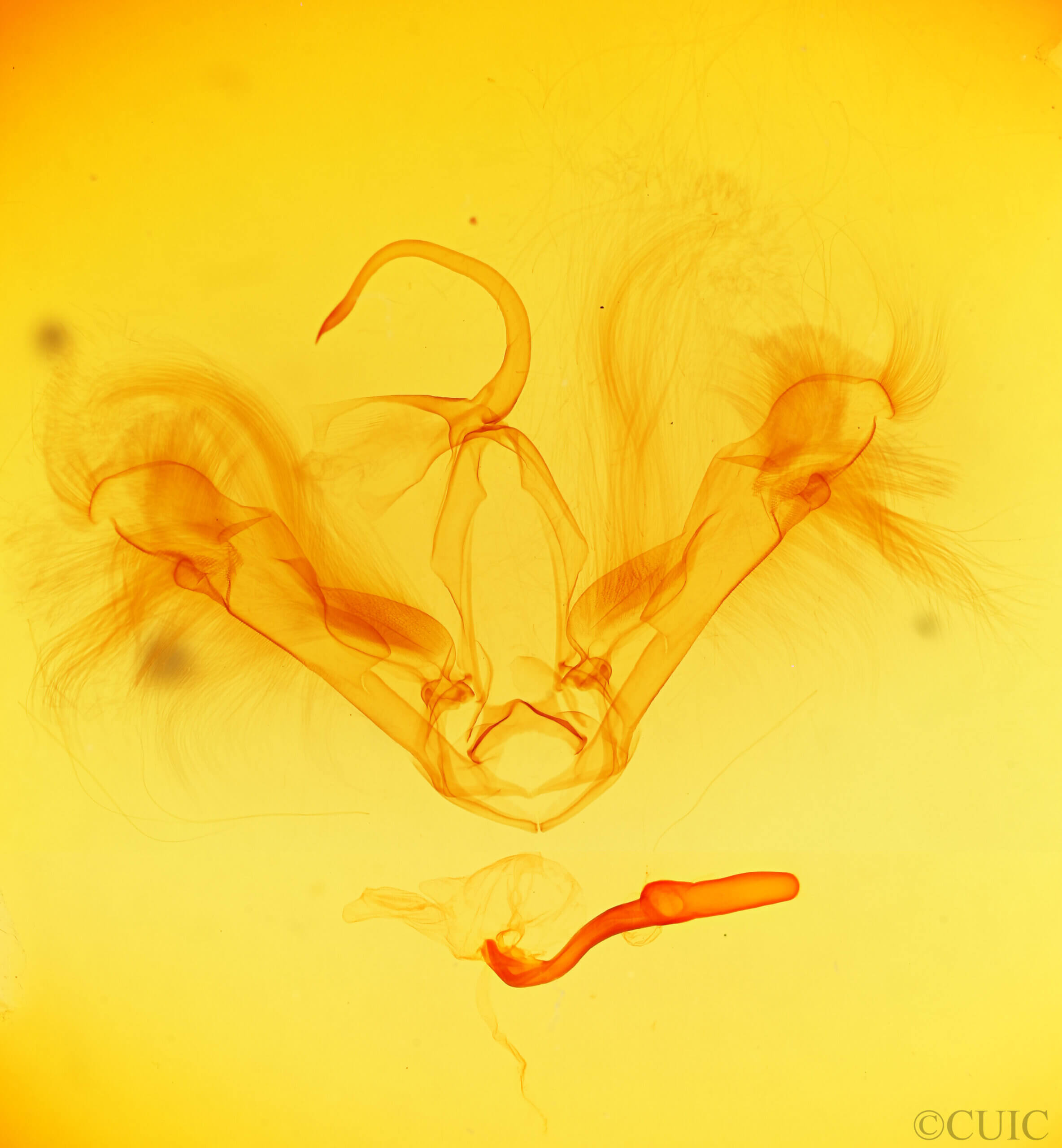 genitalia view of adult Epeidromia rotundata