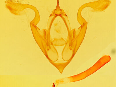 genitalia view of adult Eutelia pulcherrimus