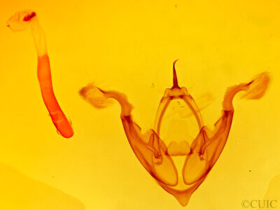 genitalia view of adult Eutelia pulcherrima