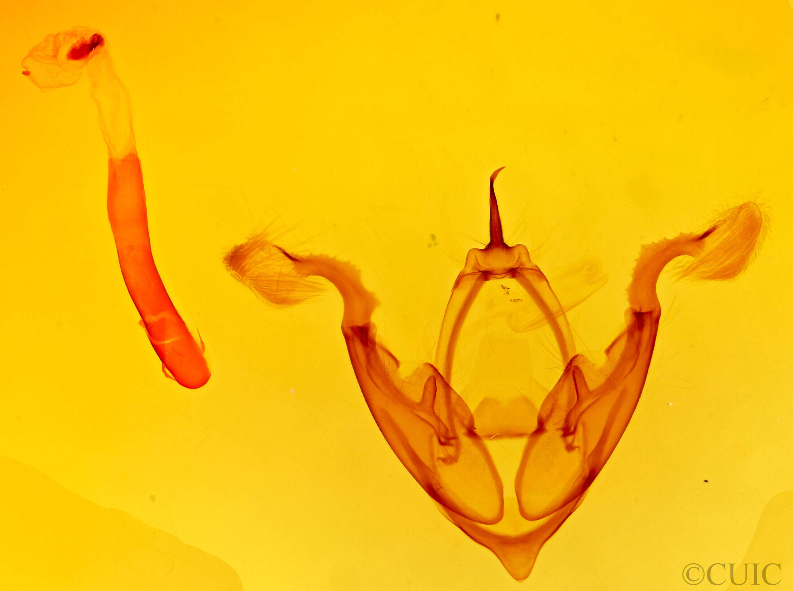 genitalia view of adult Eutelia pulcherrima