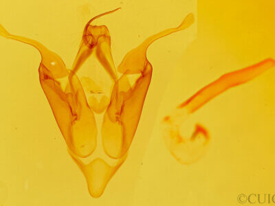 genitalia view of adult Eutelia furcata