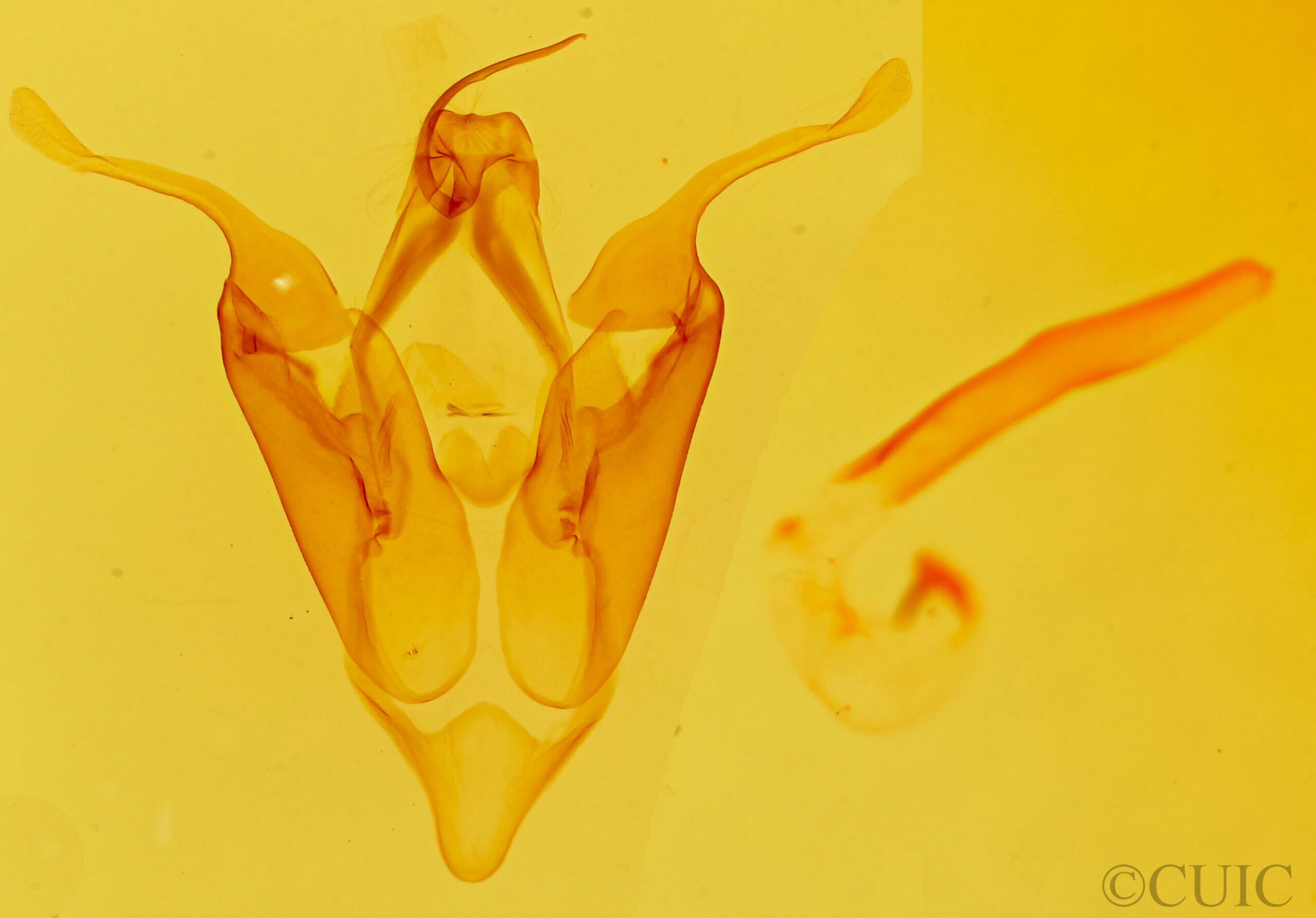 genitalia view of adult Eutelia furcata