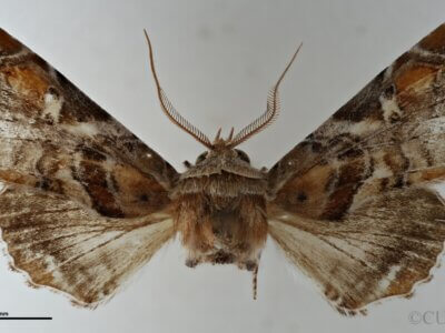 dorsal view of adult Eutelia furcata