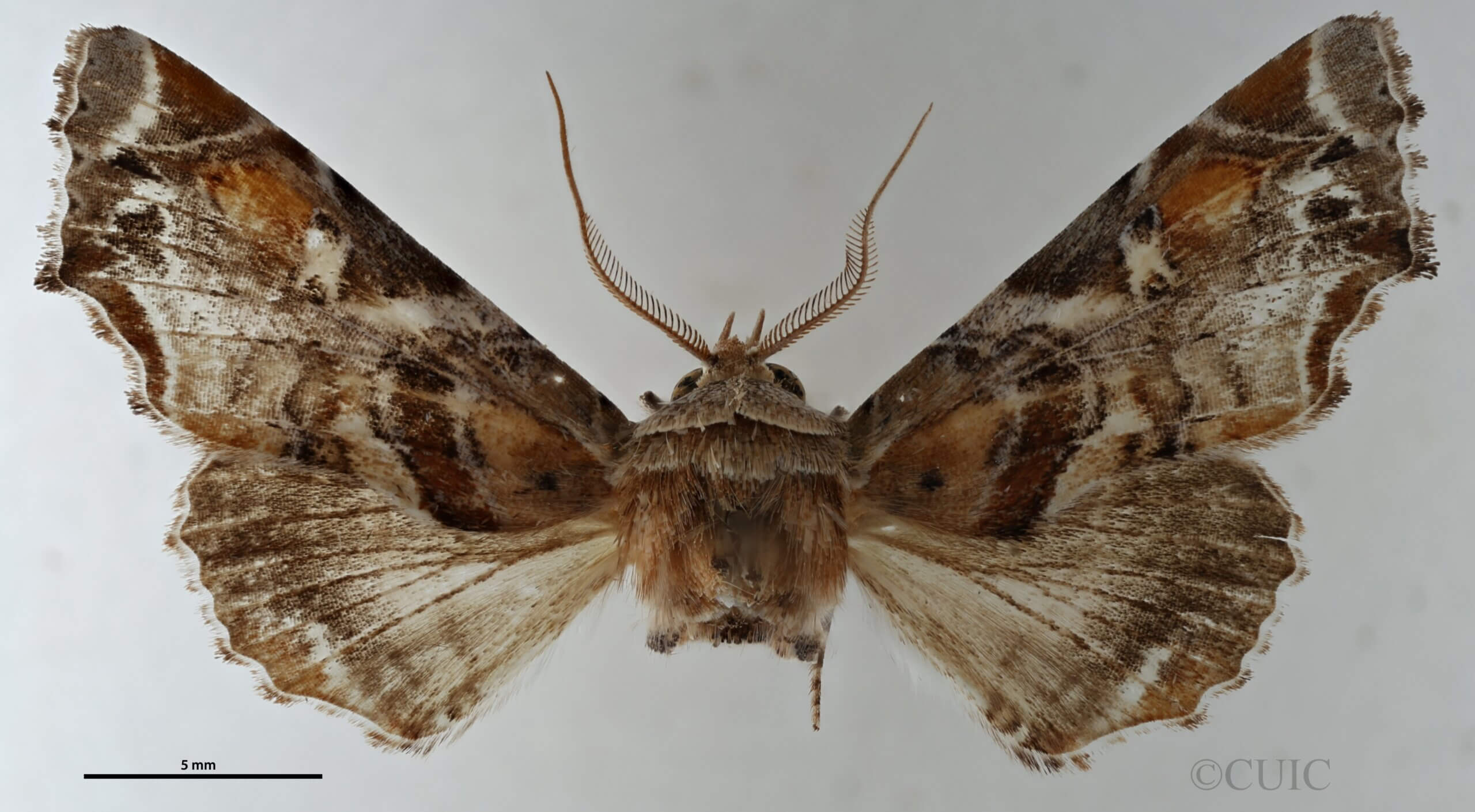 dorsal view of adult Eutelia furcata