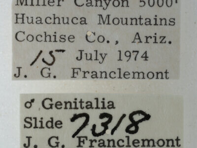 label view of adult Eutelia furcata