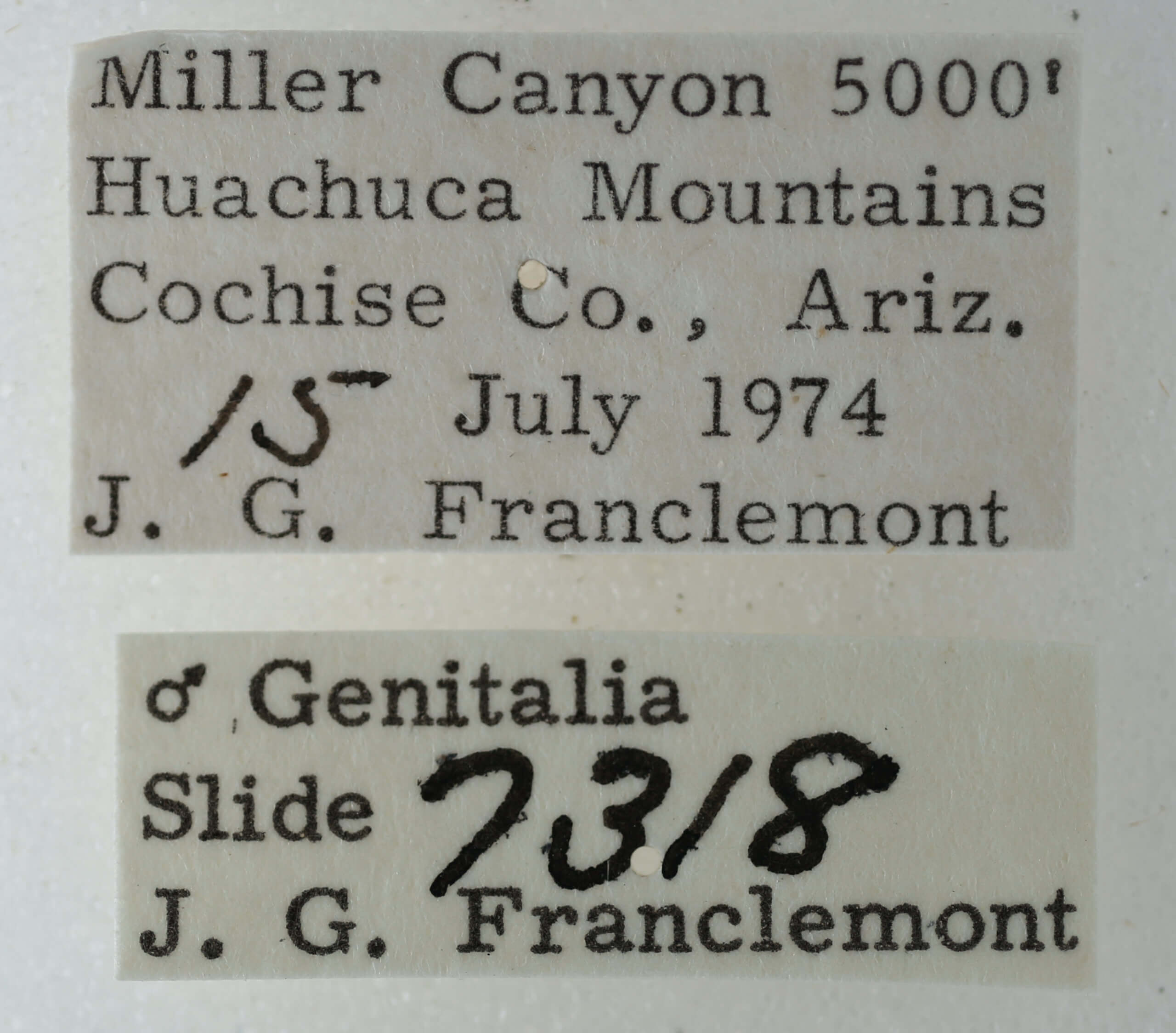 label view of adult Eutelia furcata