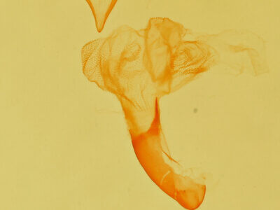 genitalia view of adult Idia sp.