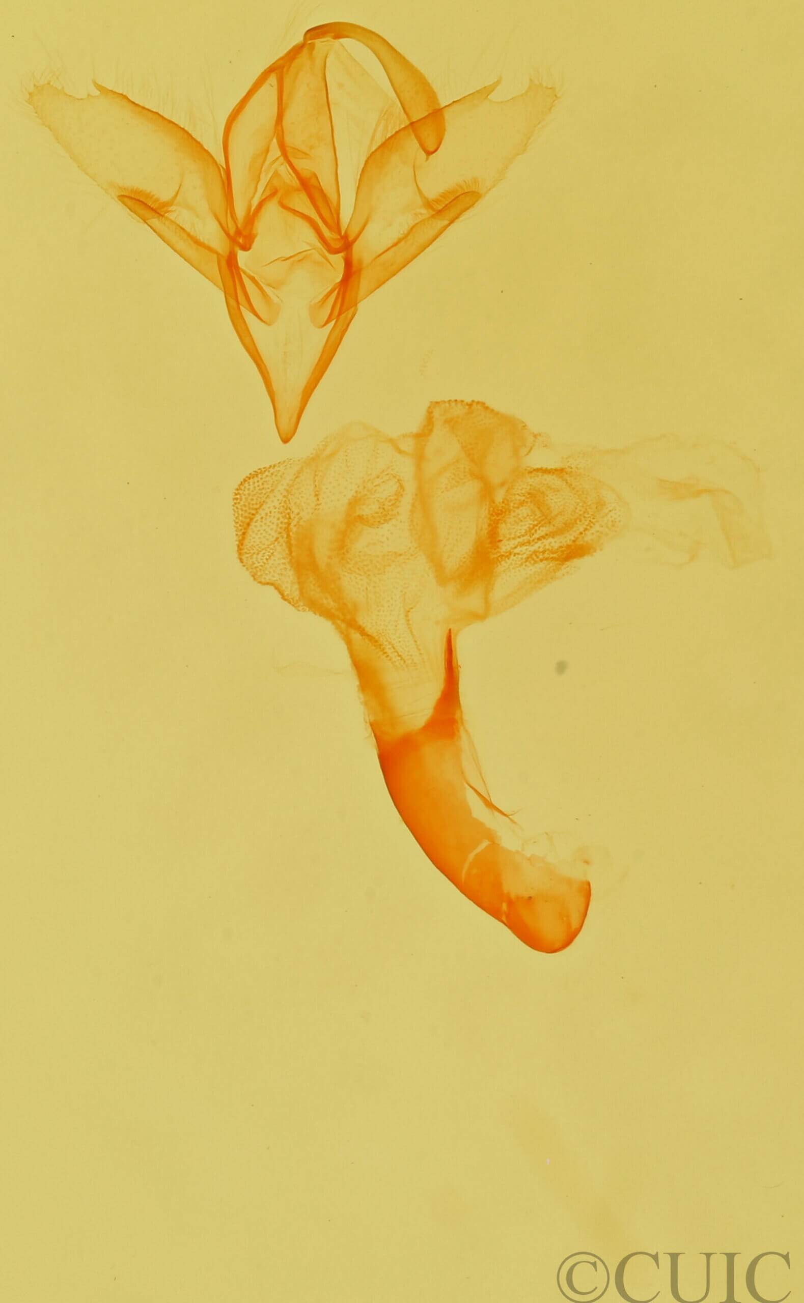 genitalia view of adult Idia sp.