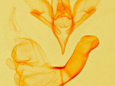 genitalia view of adult Idia aemula