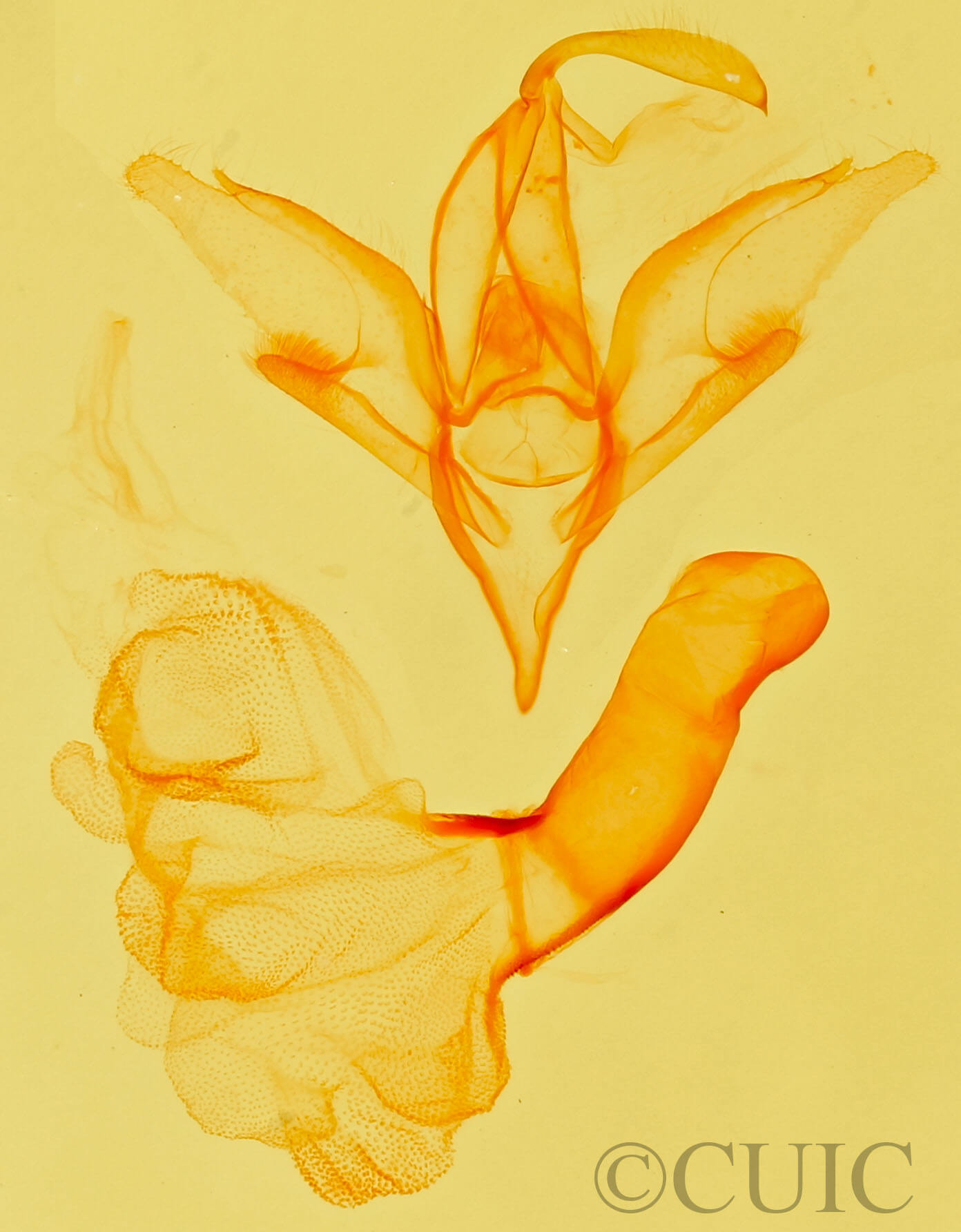 genitalia view of adult Idia aemula