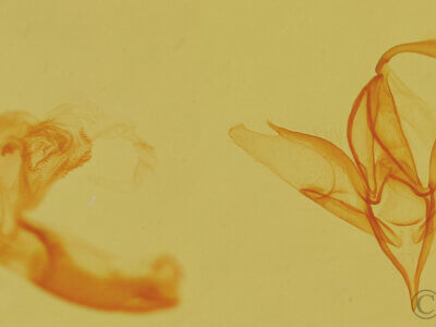 genitalia view of adult Idia aemula