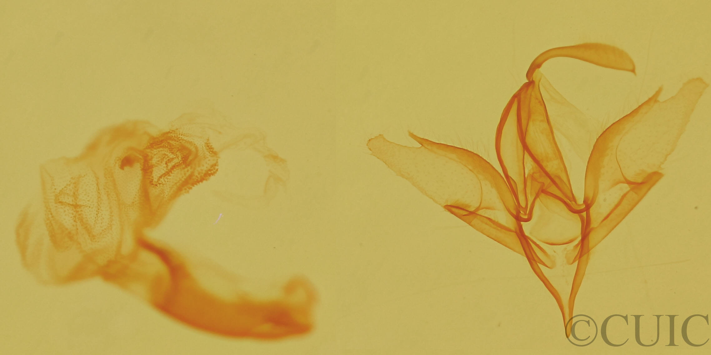 genitalia view of adult Idia aemula