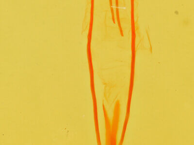 genitalia view of adult Idia aemula