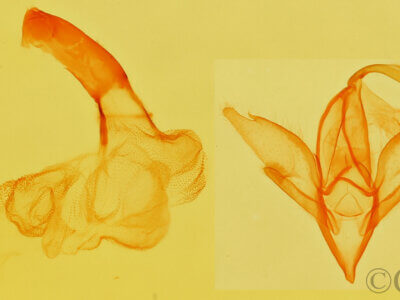 genitalia view of adult Idia aemula