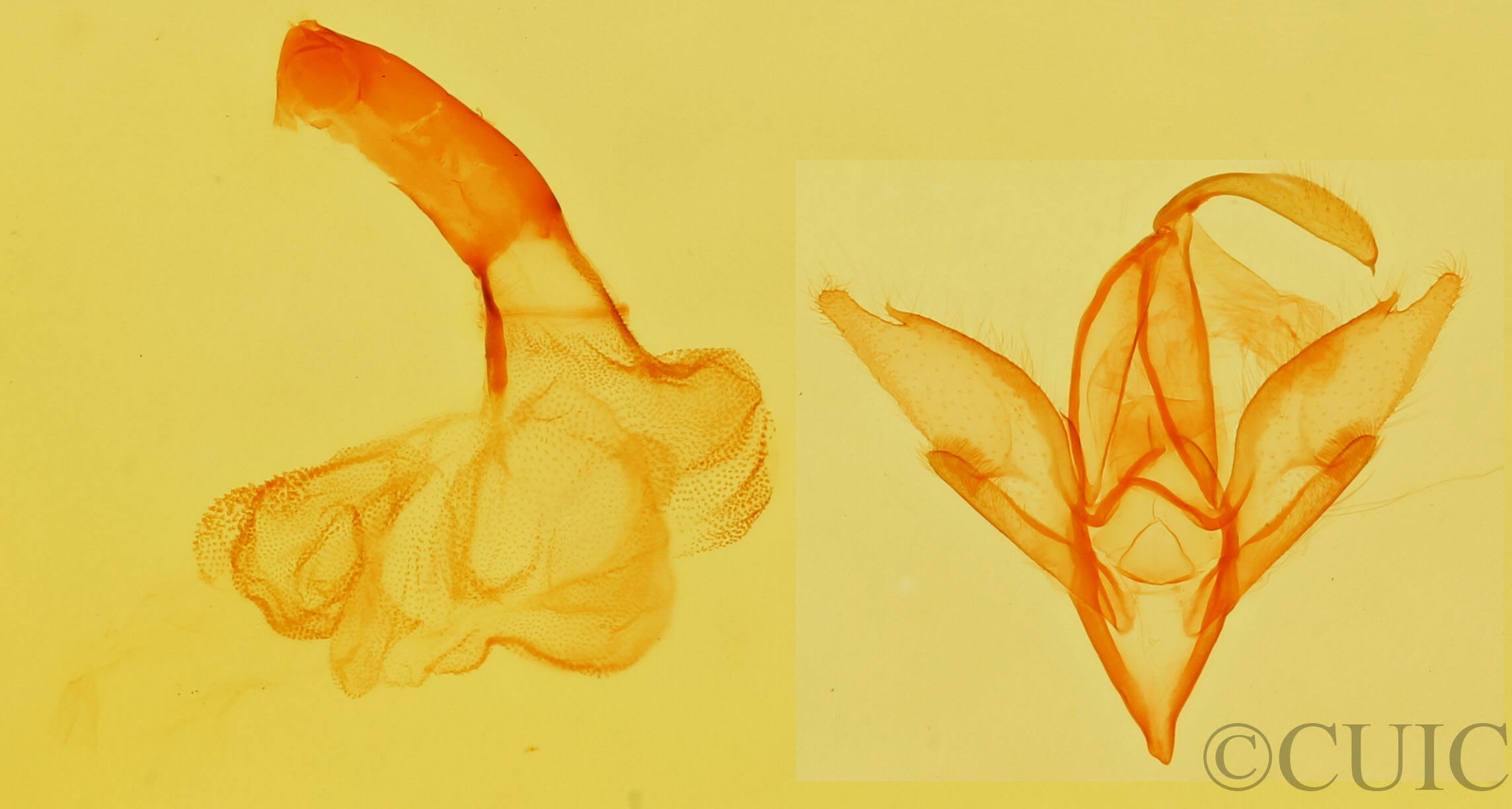 genitalia view of adult Idia aemula