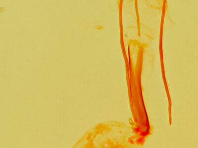 genitalia view of adult Idia aemula