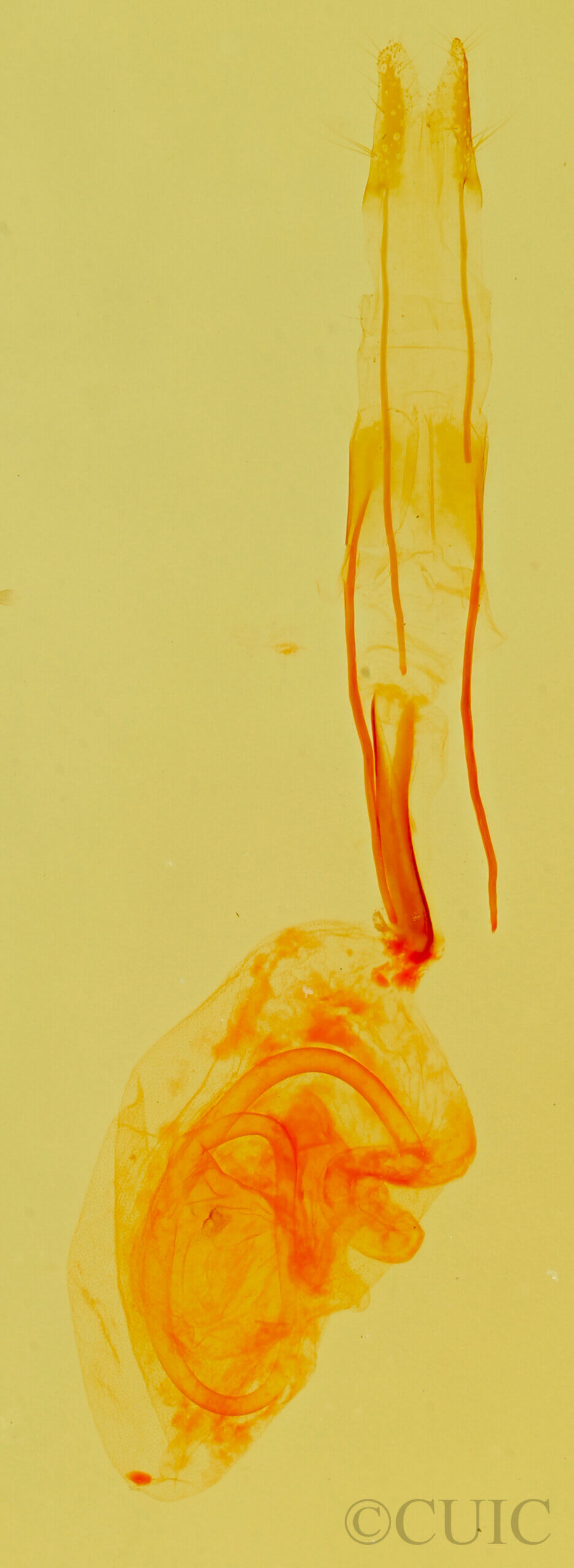 genitalia view of adult Idia aemula