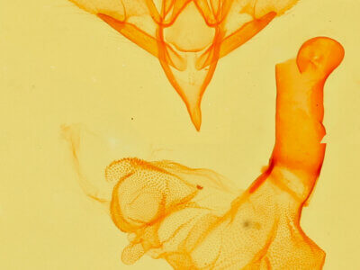 genitalia view of adult Idia aemula