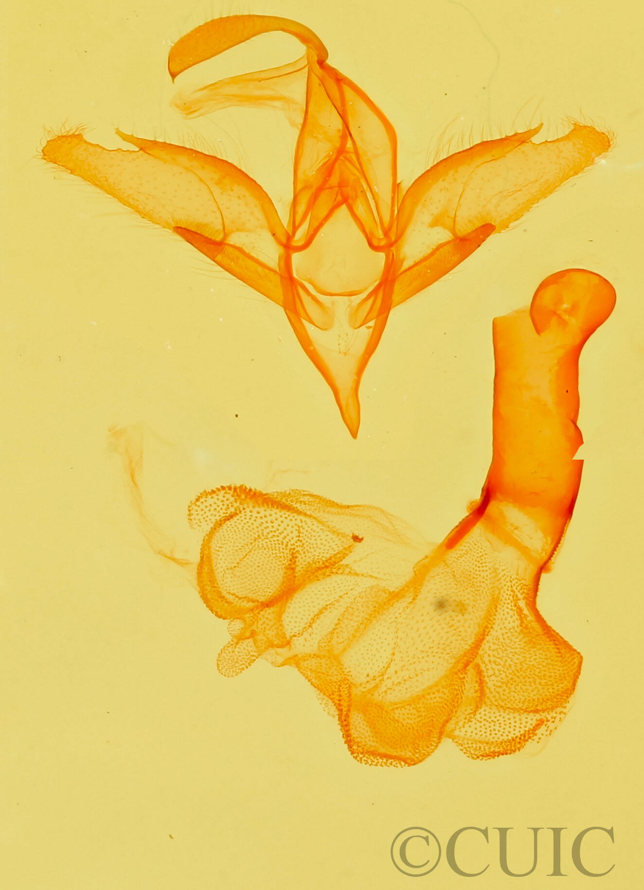 genitalia view of adult Idia aemula