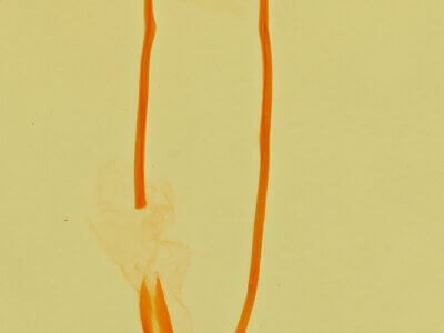 genitalia view of adult Idia aemula