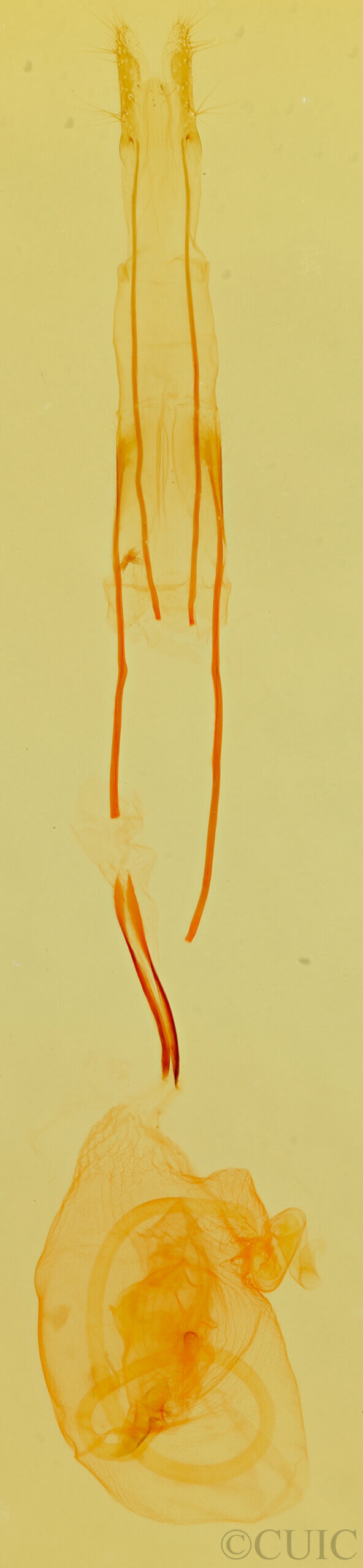 genitalia view of adult Idia aemula