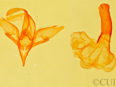 genitalia view of adult Idia aemula