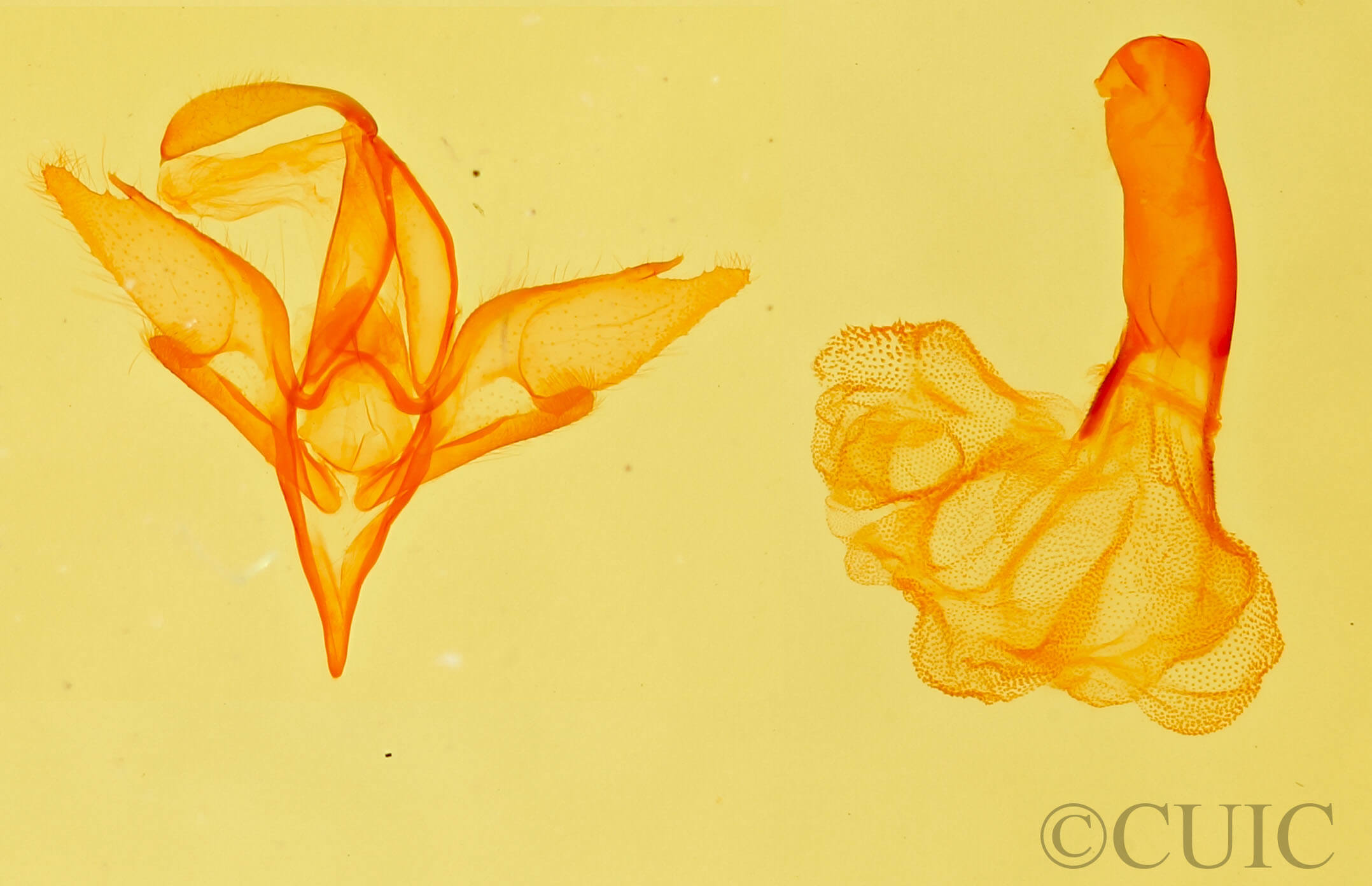 genitalia view of adult Idia aemula