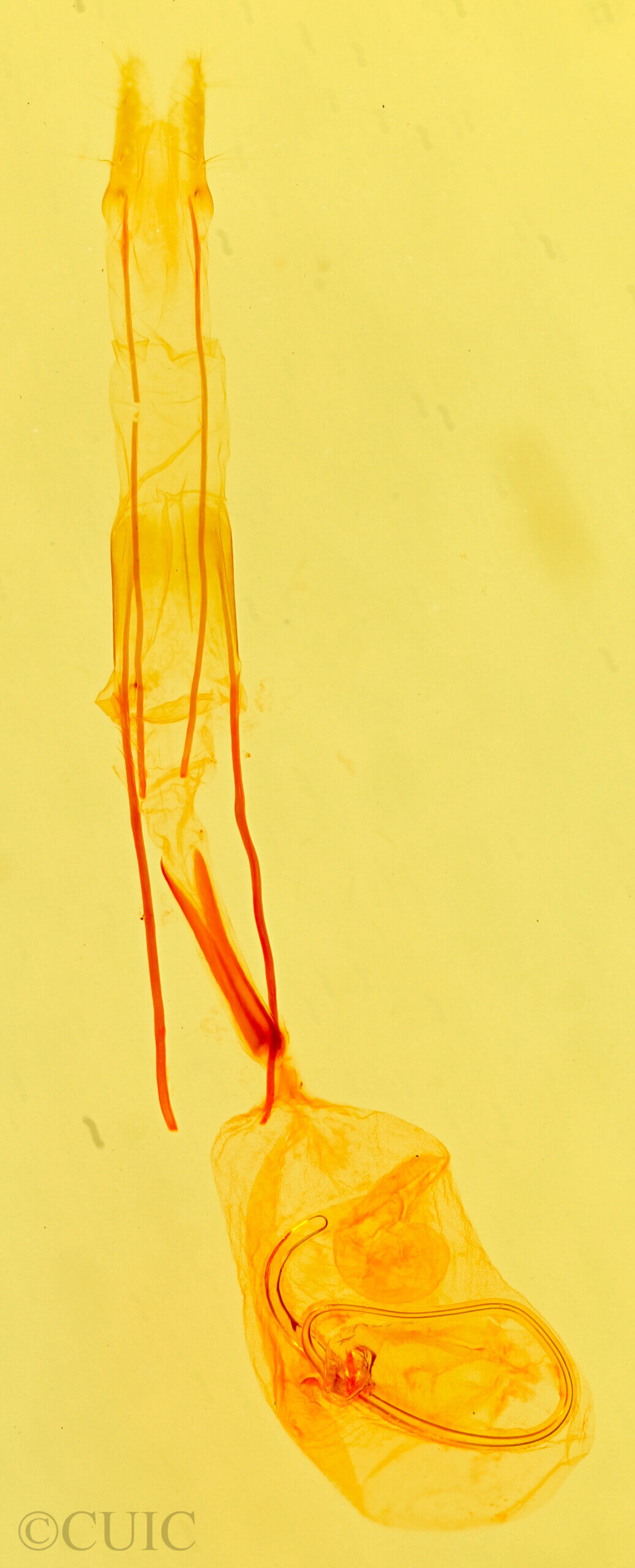 genitalia view of adult Idia aemula