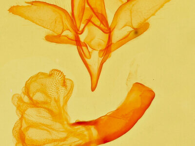 genitalia view of adult Idia aemula