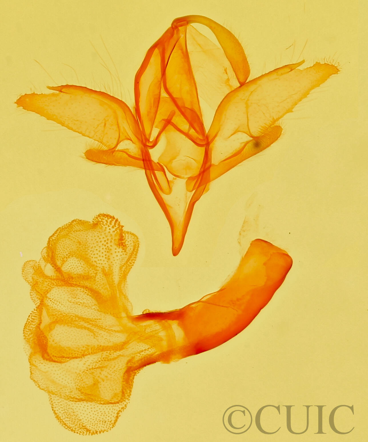 genitalia view of adult Idia aemula