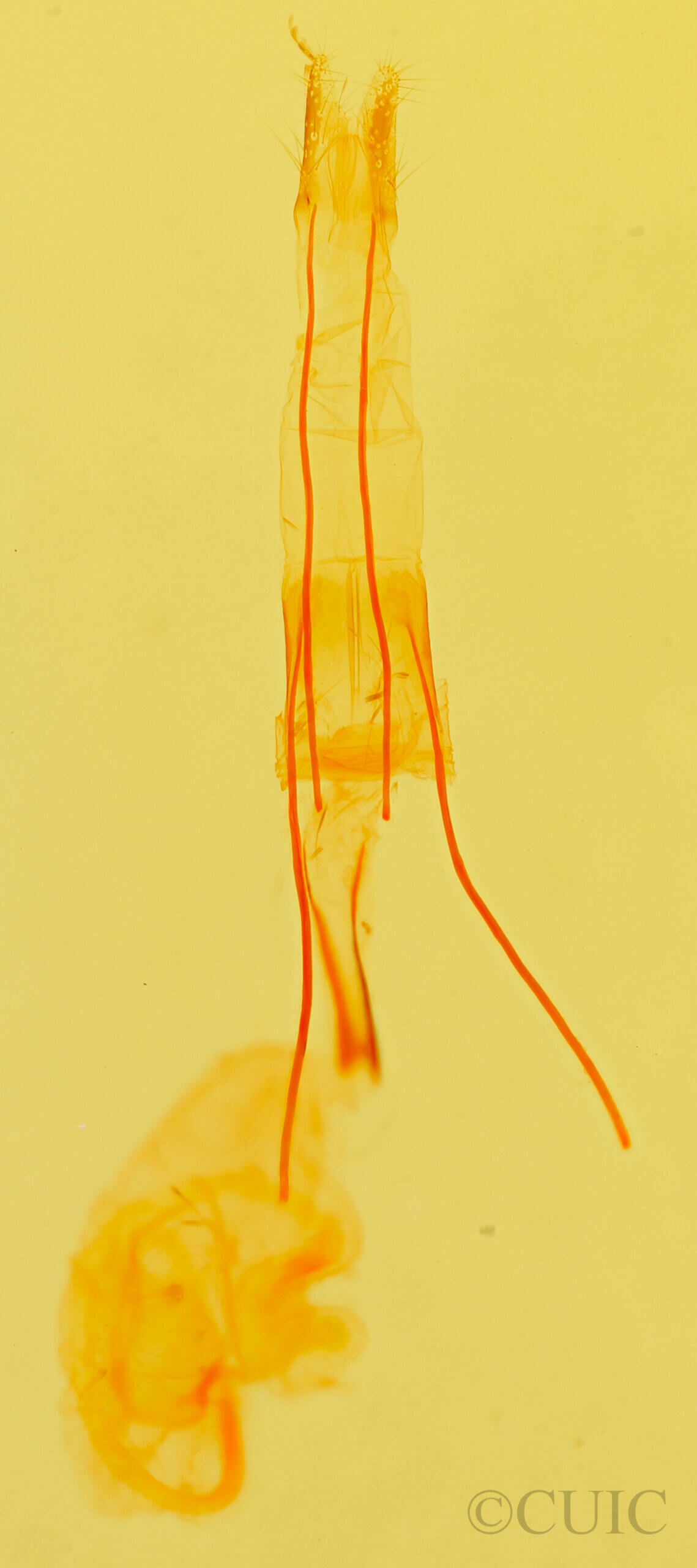 genitalia view of adult Idia aemula