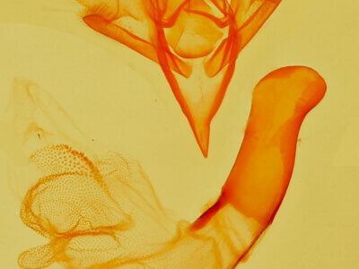 genitalia view of adult Idia aemula