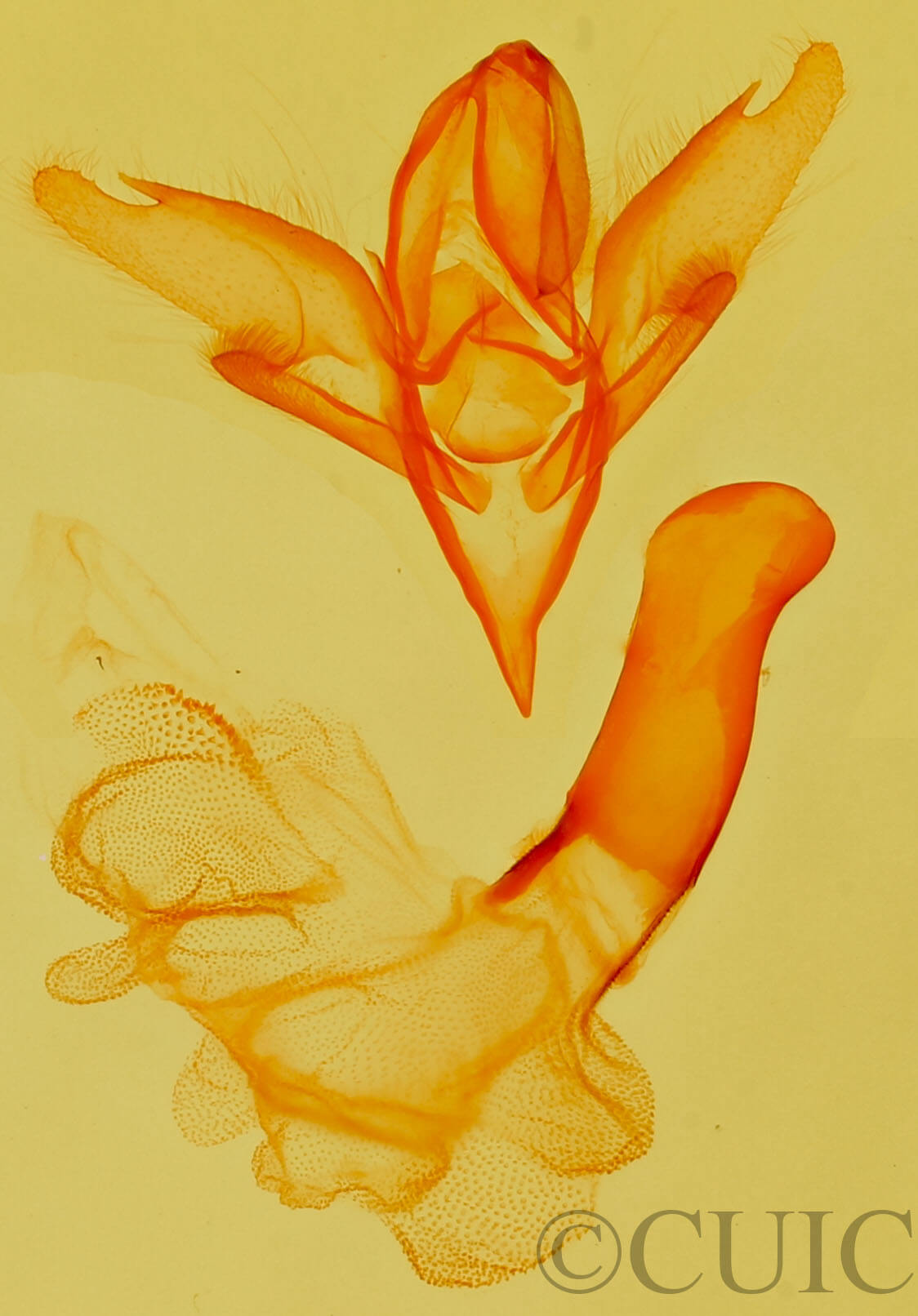 genitalia view of adult Idia aemula