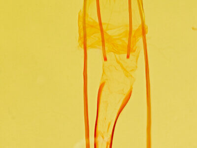 genitalia view of adult Idia aemula