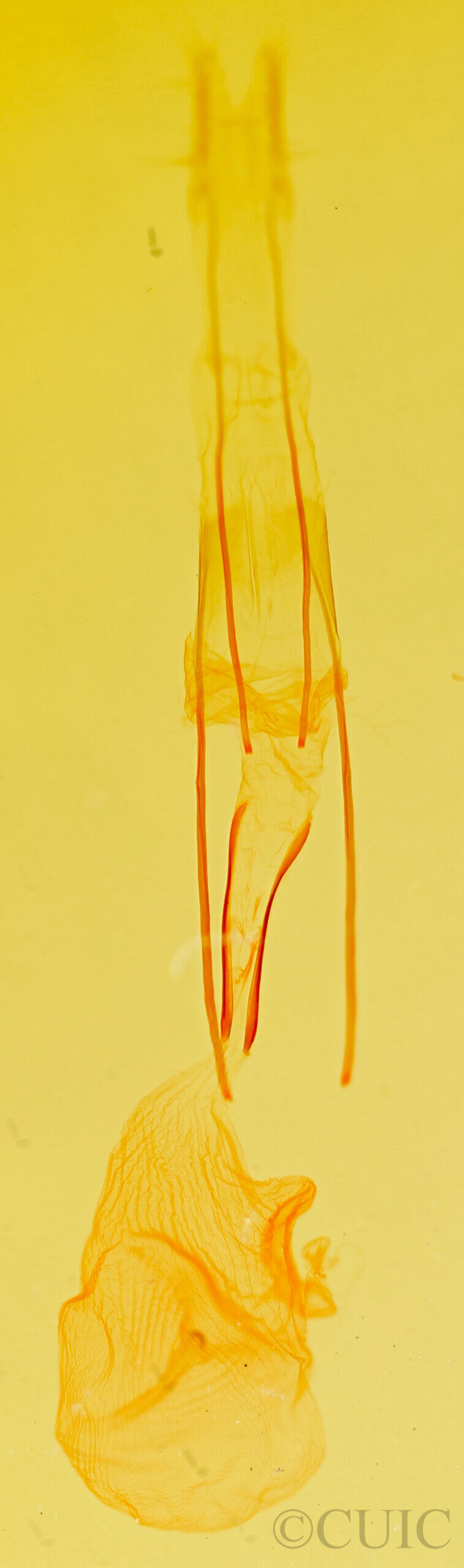 genitalia view of adult Idia aemula