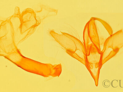 genitalia view of adult Idia aemula