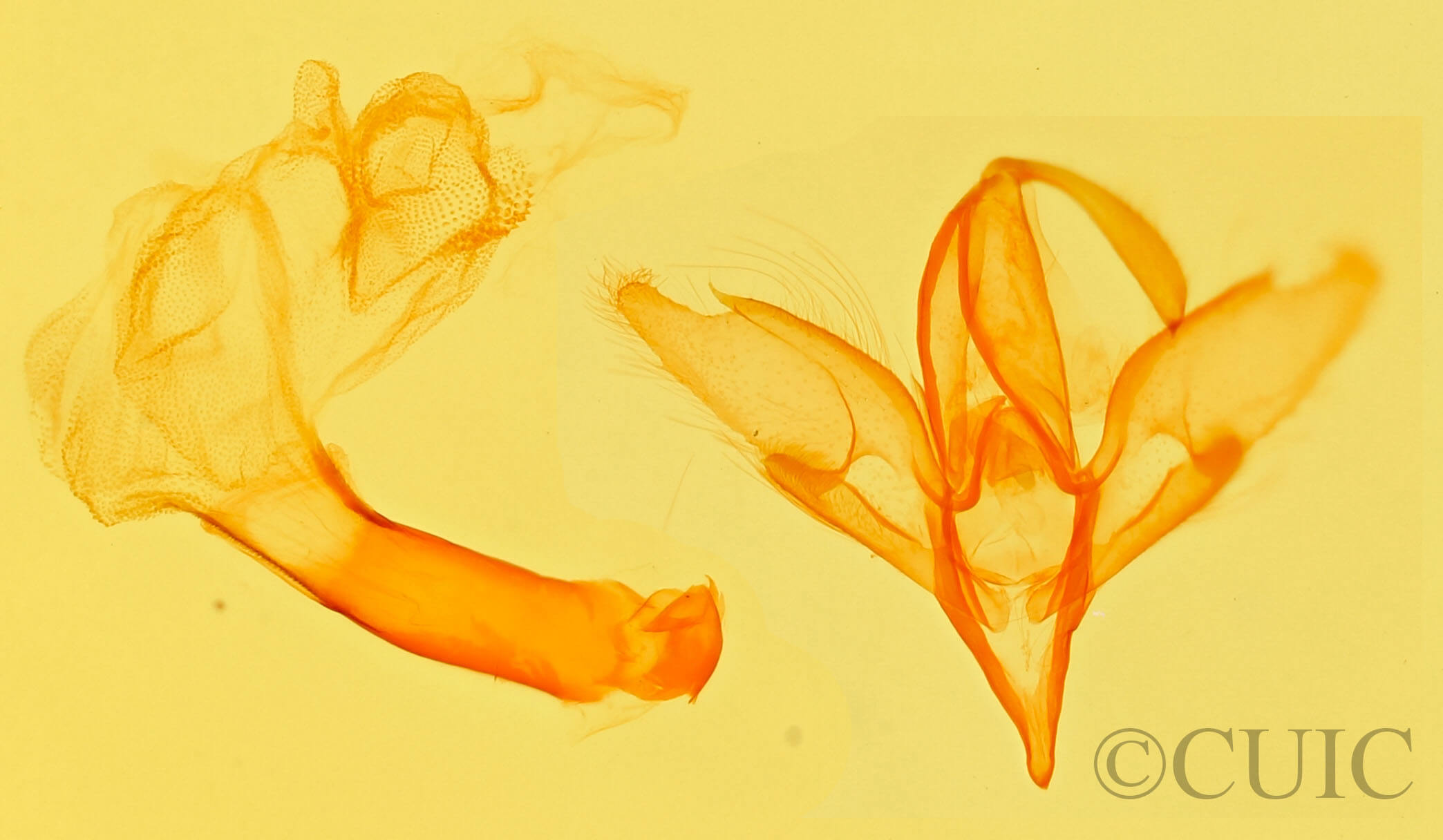 genitalia view of adult Idia aemula