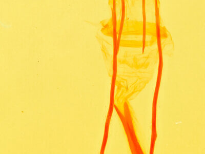 genitalia view of adult Idia aemula