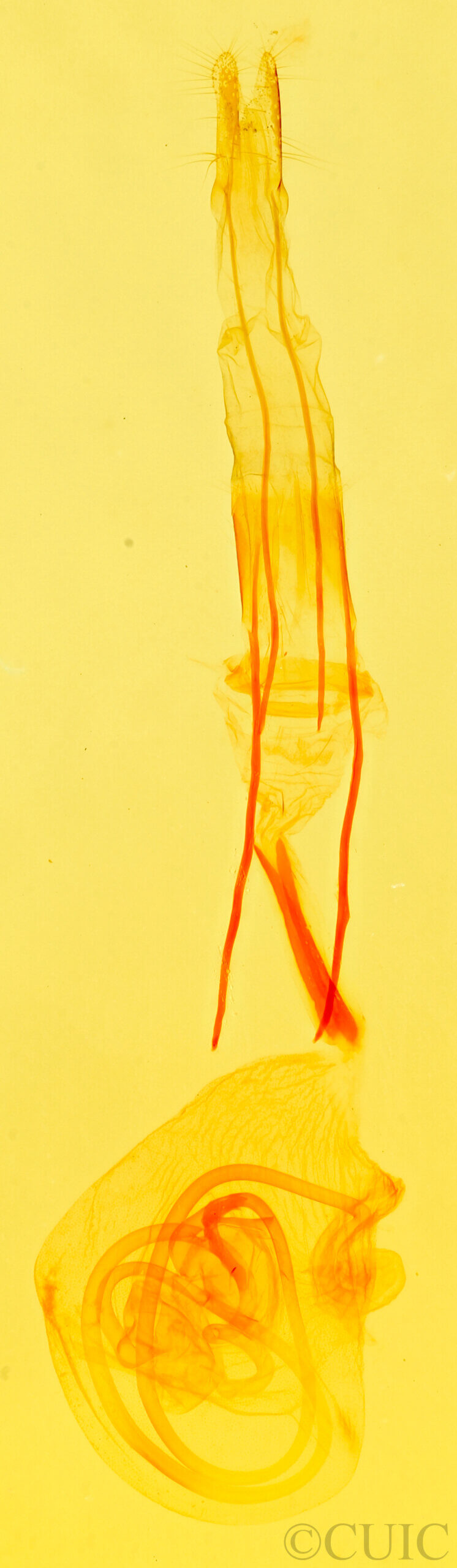 genitalia view of adult Idia aemula