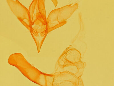 genitalia view of adult Idia aemula